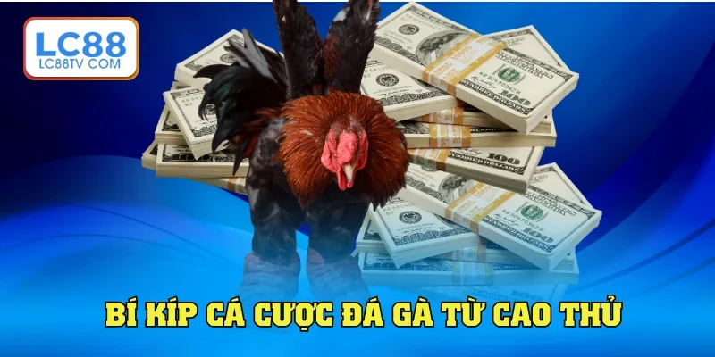 Đá Gà LC88: Trải Nghiệp Độc Đáo & Kịch Tính Từng Phút Giây