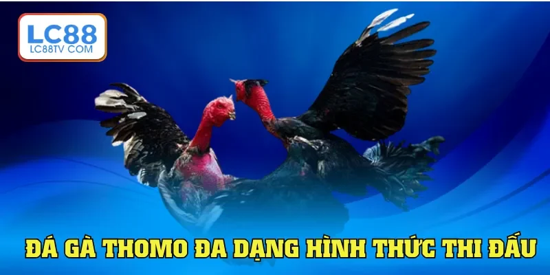 Đá Gà Thomo Là Gì Nắm Bắt Cách Dự Đoán Cá Cược Tại Lc88