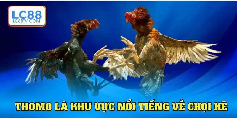 Đá Gà Thomo Là Gì Nắm Bắt Cách Dự Đoán Cá Cược Tại Lc88